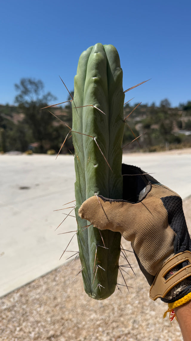 Trichocereus bridgesii Bolivian Torch cutting with smooth blue-green skin and long honey-brown spines