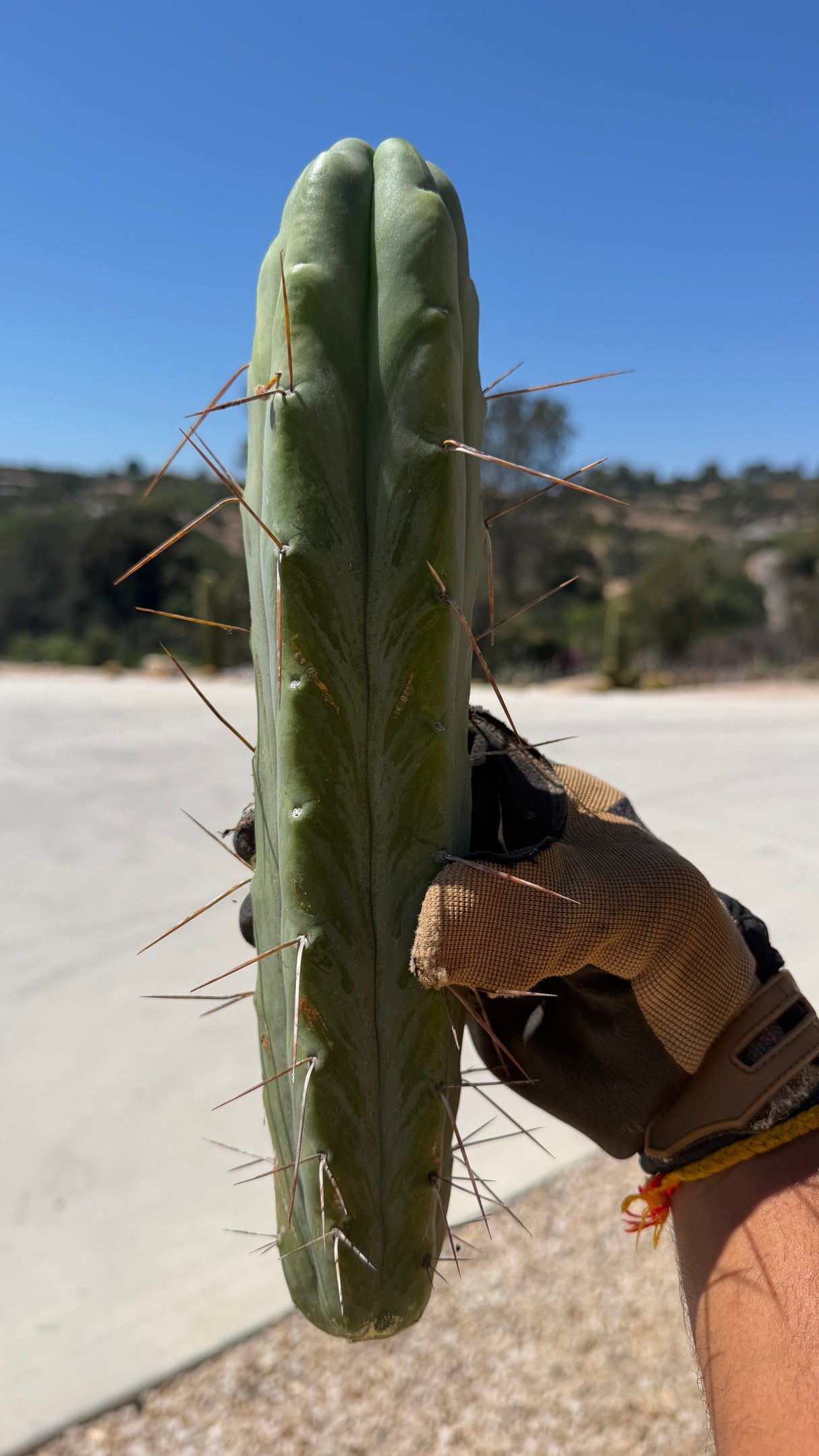 Side view of a Trichocereus bridgesii cutting held in a gloved hand
