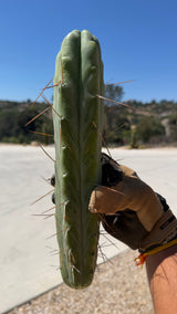 Side view of a Trichocereus bridgesii cutting held in a gloved hand