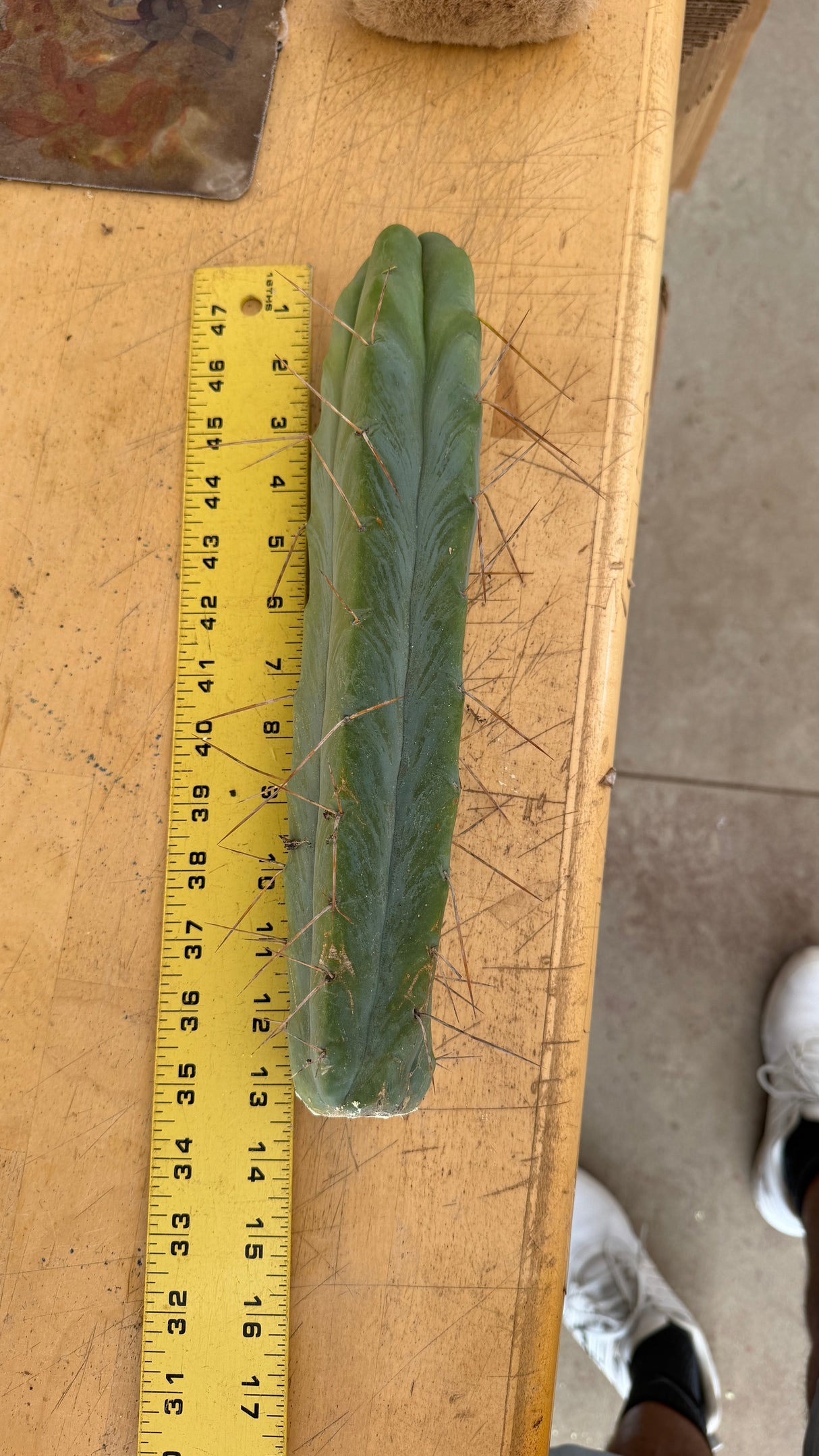 Bolivian Torch cutting beside a ruler measuring about 12.5 inches with a callused base