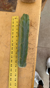 Bolivian Torch cutting beside a ruler measuring about 12.5 inches with a callused base