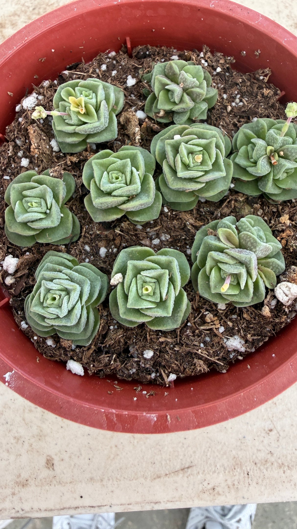 Crassula Dorothy colony pot with nine rose-shaped rosettes, some with yellow bloom stalks