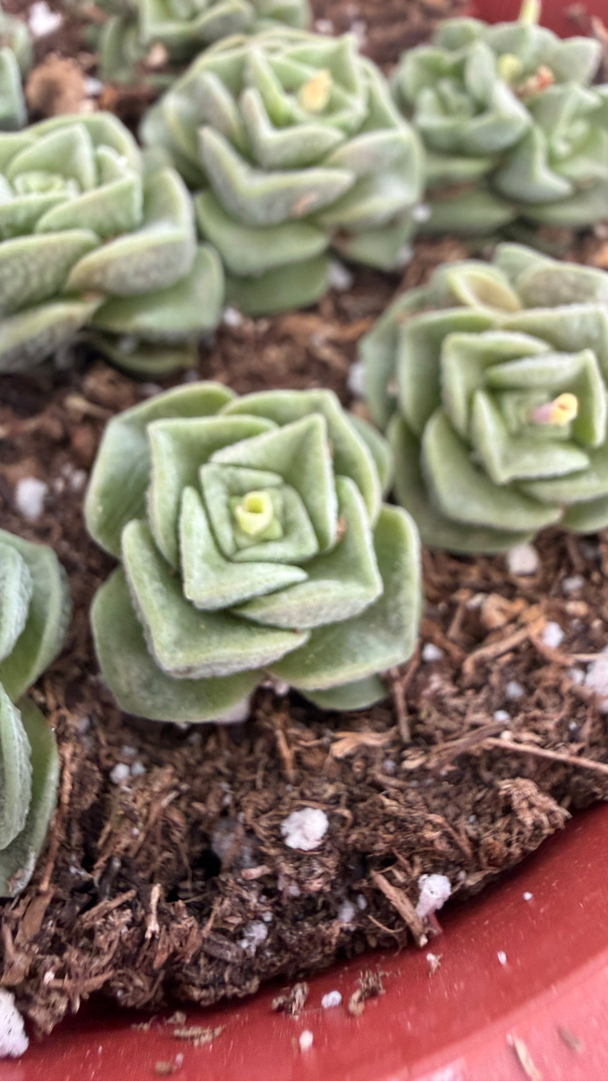 Close view of a Crassula Dorothy rosette showing square frosted jade-like leaves