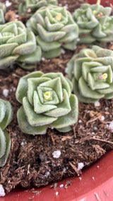Close view of a Crassula Dorothy rosette showing square frosted jade-like leaves