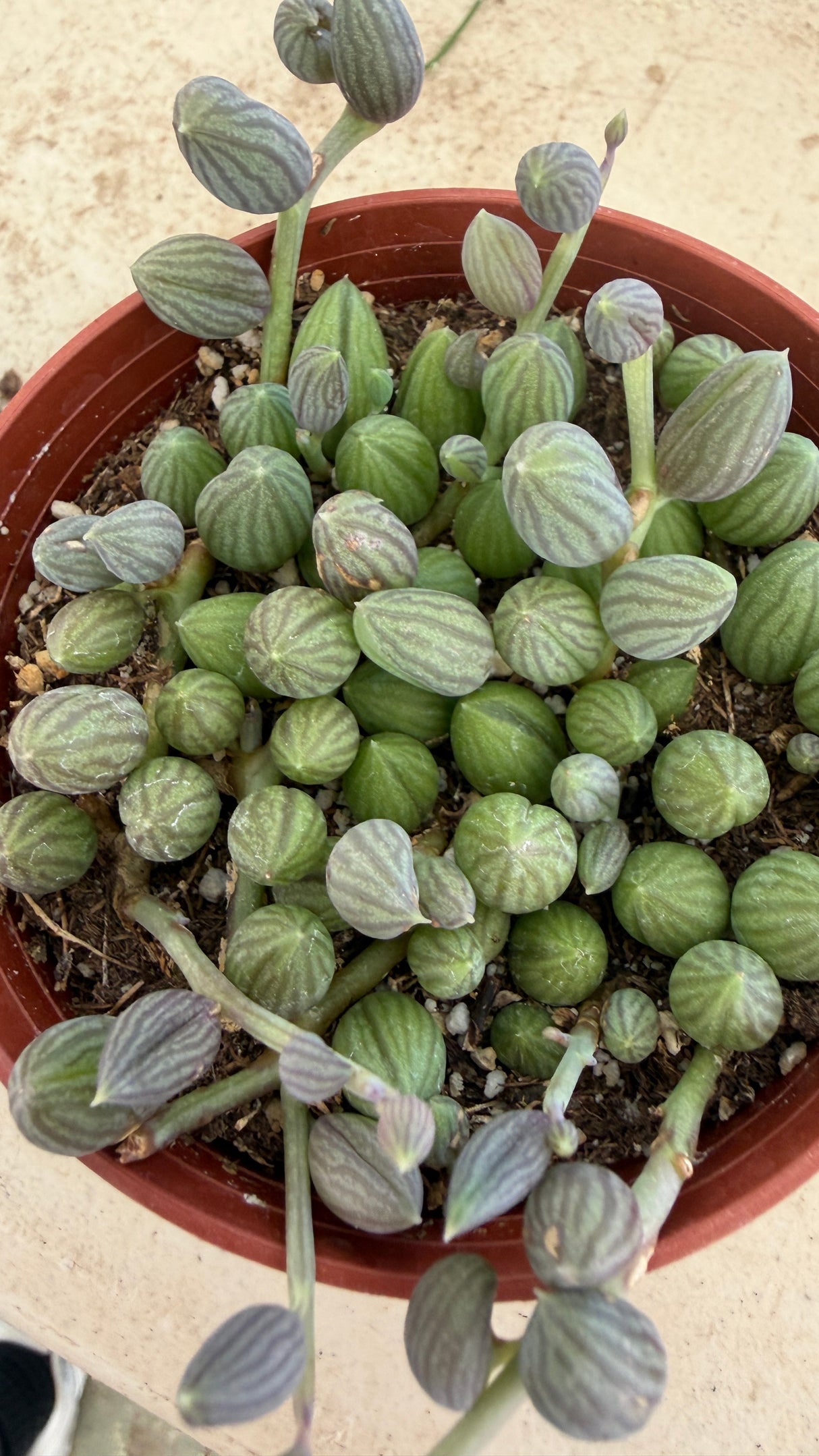 Top view of watermelon striped beads and trailing purple stems of Curio herreanus