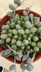 Top view of watermelon striped beads and trailing purple stems of Curio herreanus