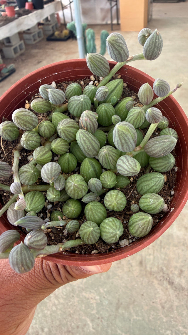 String of Watermelons Curio herreanus full 6 inch pot held in hand with striped beads