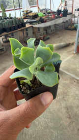 Ripple Jade - Crassula Ovata Undulatifolia