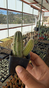 Peanut Cactus Echinopsis chamaecereus with clustered finger stems and a golden sport offset