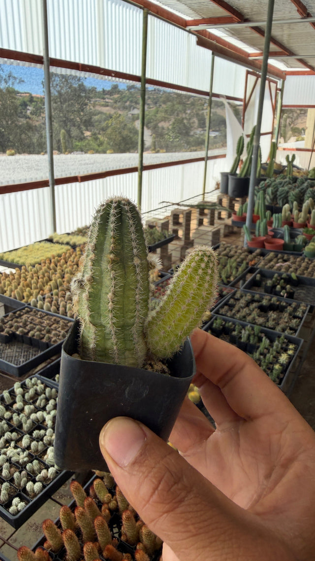 Peanut Cactus Echinopsis chamaecereus with clustered finger stems and a golden sport offset