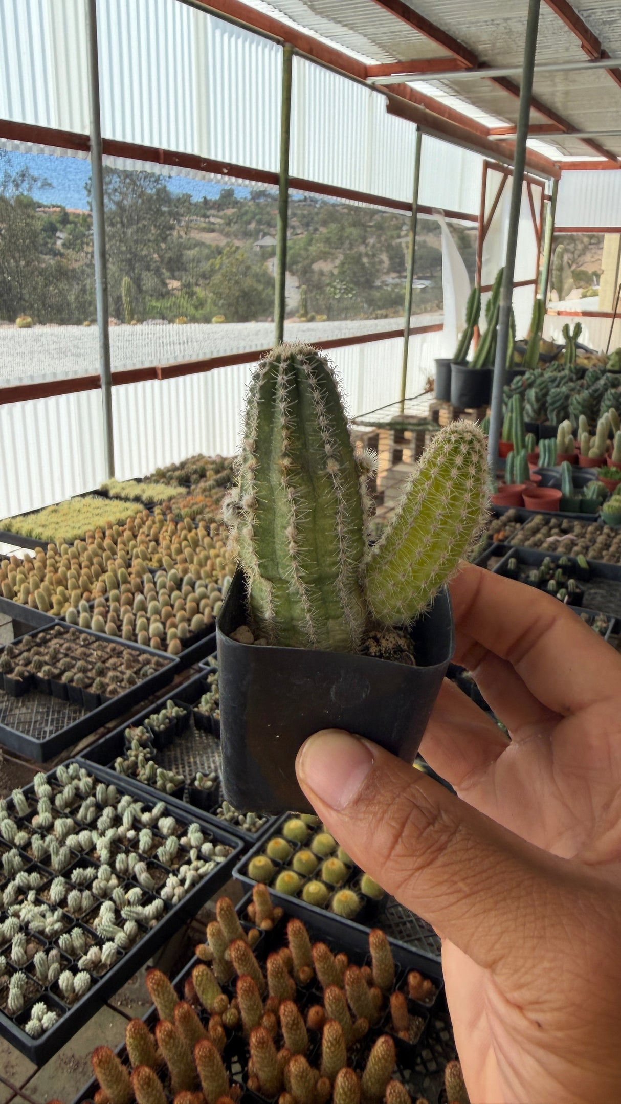 Peanut Cactus in a 2 inch pot showing soft white spination and a yellow stem