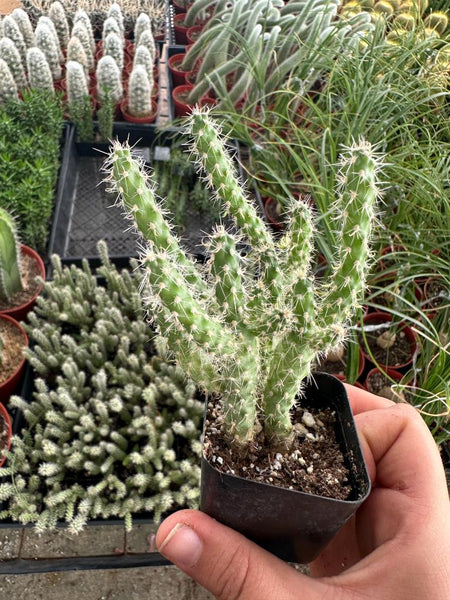 Cylindropuntia Cholla