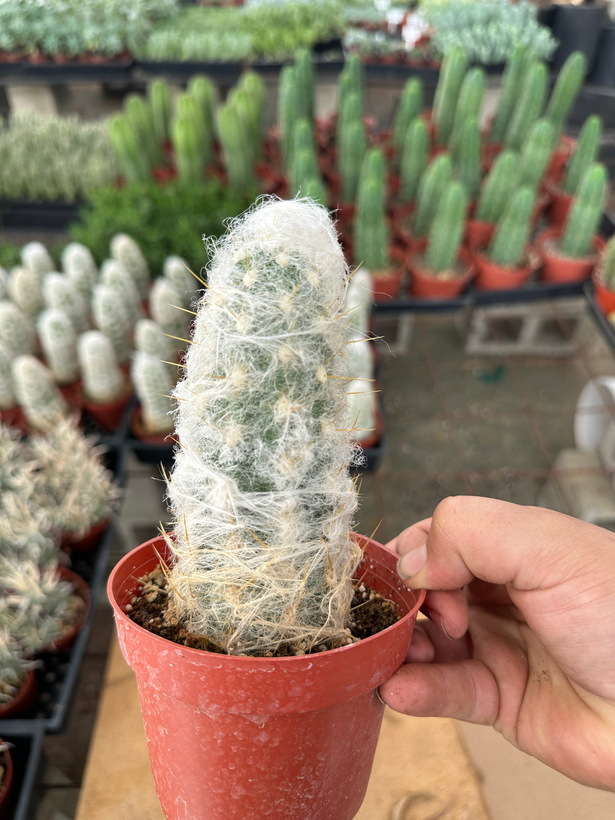 Espostoa lanata-Peruvian Old Man Cactus