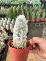 Espostoa lanata-Peruvian Old Man Cactus