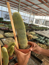 Lemon Ball Cactus - Parodia leninghausii