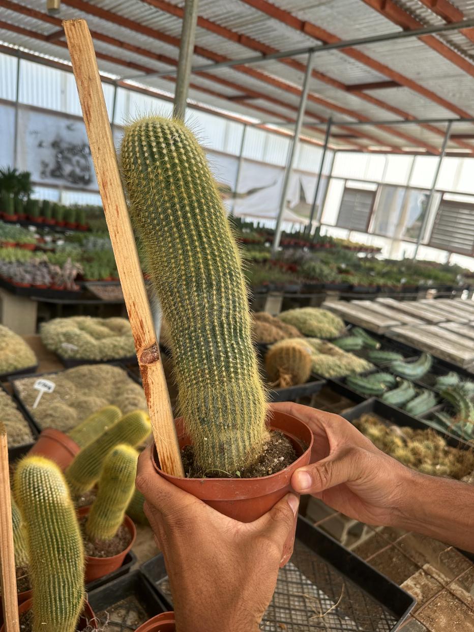 🎁 Lemon Ball Cactus - Parodia leninghausii (100% off)