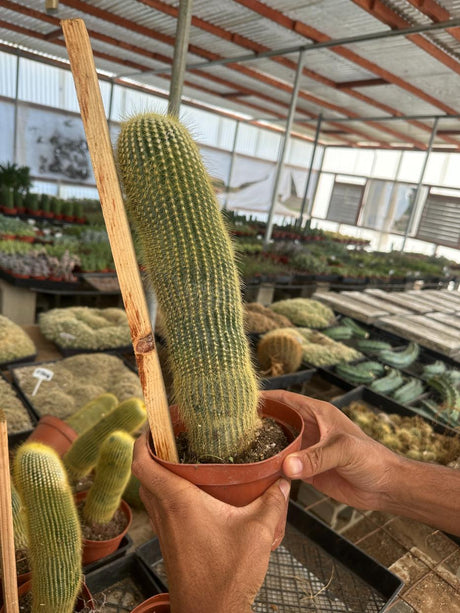 🎁 Lemon Ball Cactus - Parodia leninghausii (100% off)