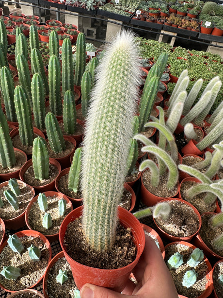 🎁 Silver Torch Cactus - Cleistocactus Strausii (100% off)