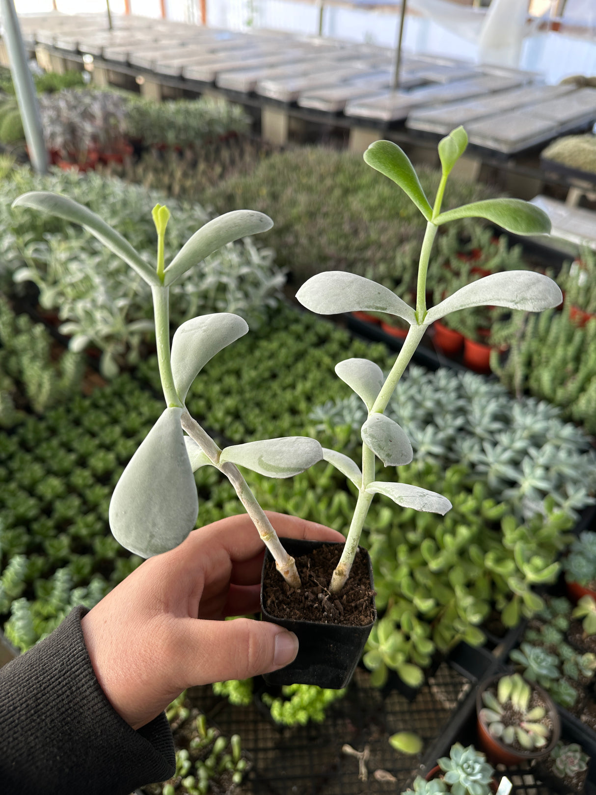 Kalanchoe bracteata- Silver Teaspoons plant