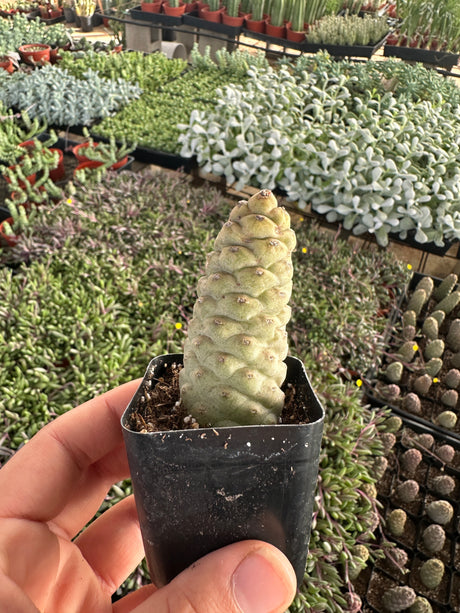 Tephrocactus articulatus - Pinecone Cactus