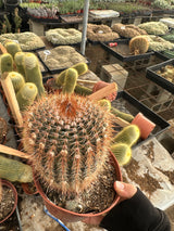 Common Ball Cactus - Parodia erubescense