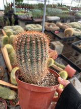 Common Ball Cactus - Parodia erubescense