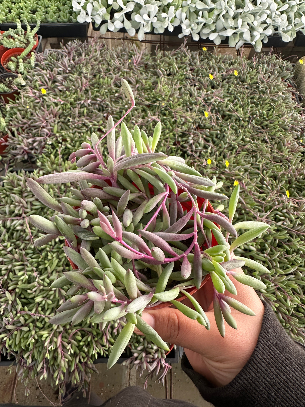 Othonna capensis-Ruby Necklace