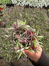 Othonna capensis-Ruby Necklace