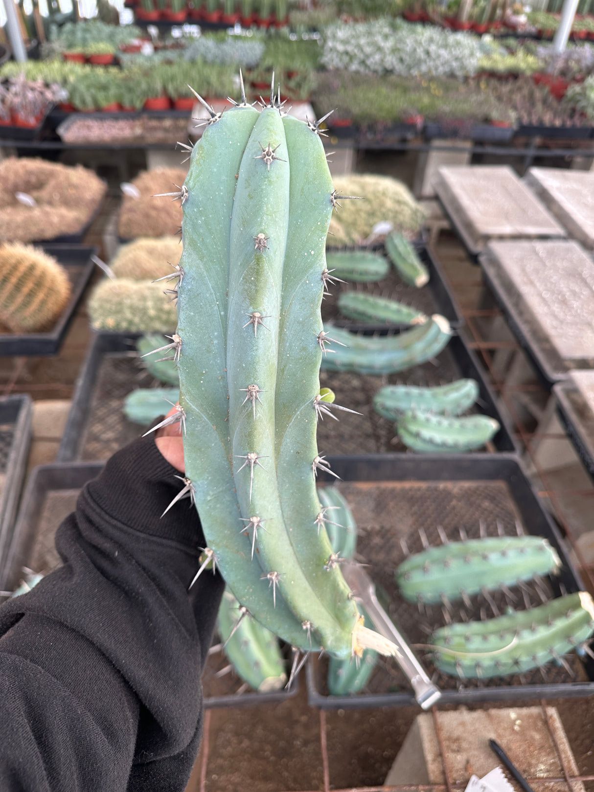Blue Candle Cactus - Myrtillocactus Geometrizans