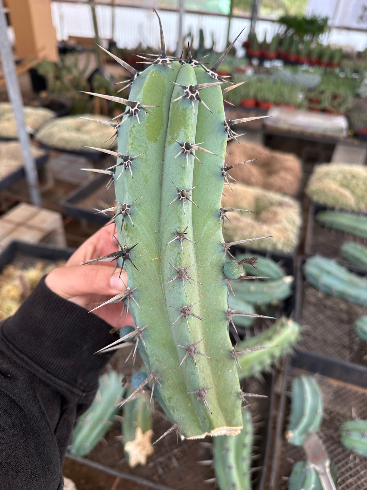 Blue Candle Cactus - Myrtillocactus Geometrizans