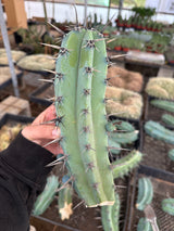 Blue Candle Cactus - Myrtillocactus Geometrizans