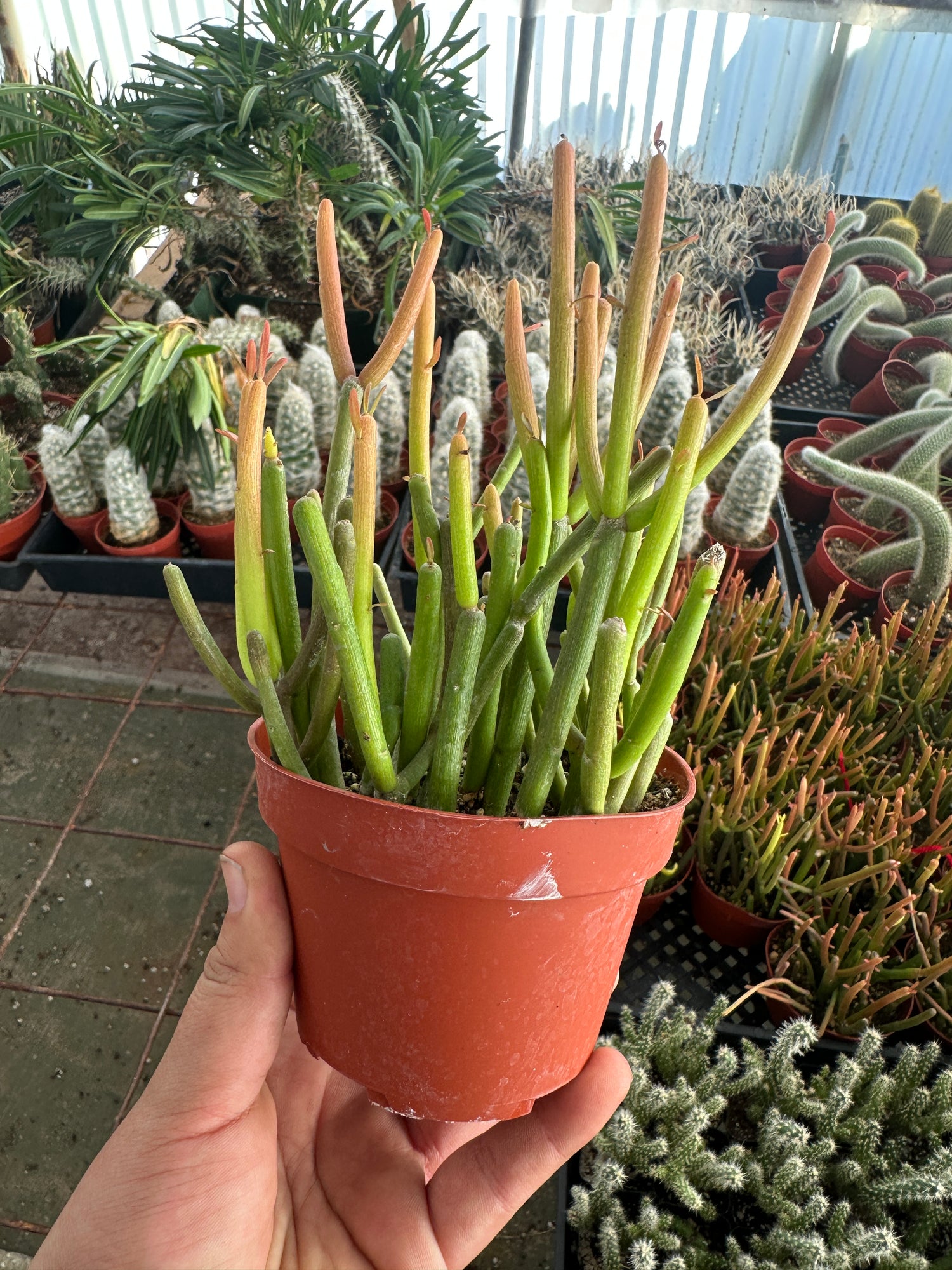 fire sticks pencil cactus euphorbia Euphorbia tirucalli Sticks on Fire