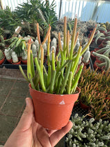 Euphorbia tirucalli Sticks on Fire - (Pencil Cactus)