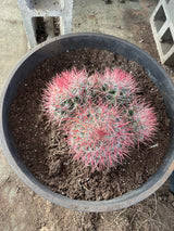 Red Barrel Cactus- Ferocactus sp. Cluster