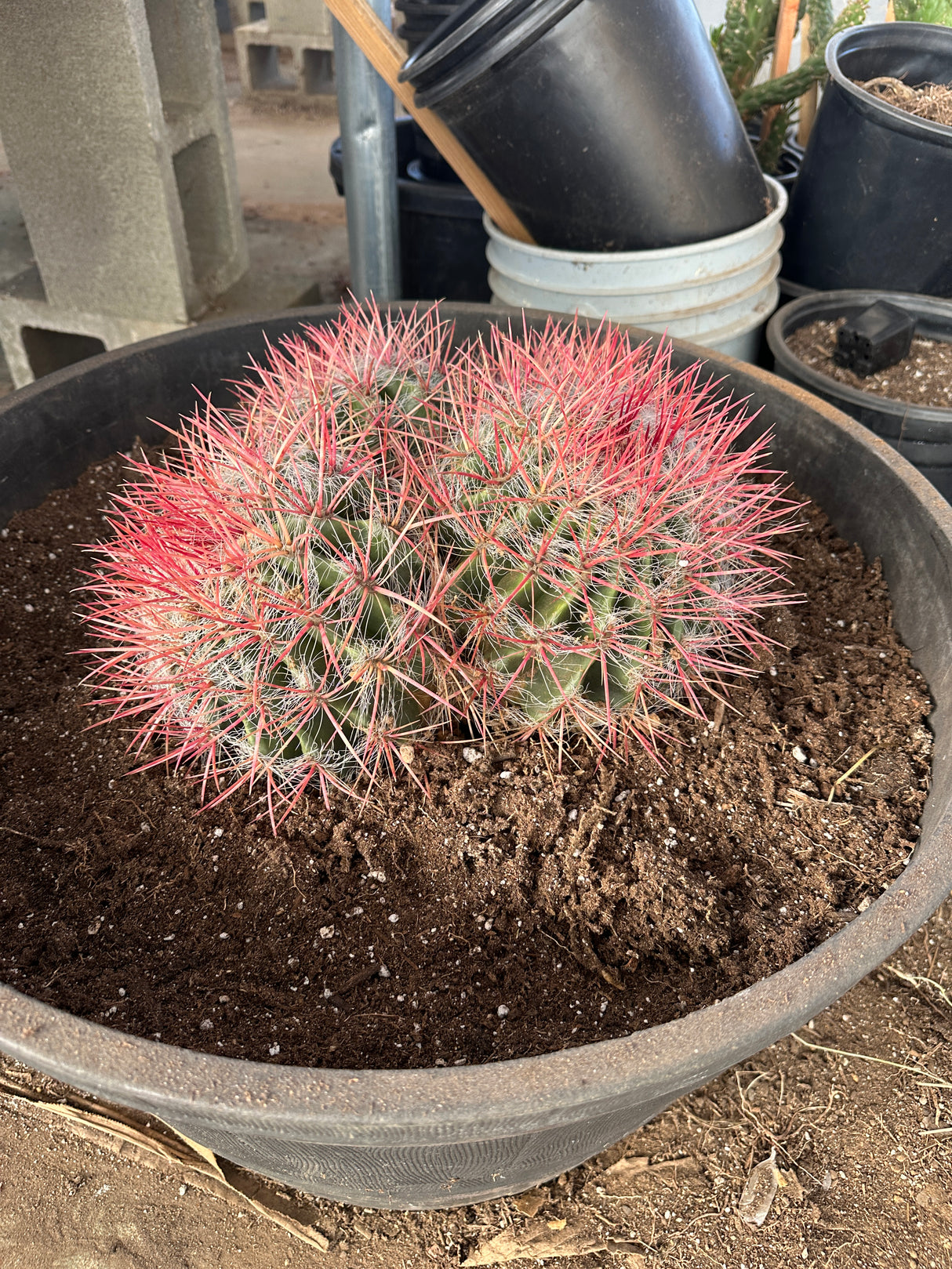 Red Barrel Cactus- Ferocactus sp. Cluster