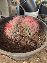 Red Barrel Cactus- Ferocactus sp. Cluster