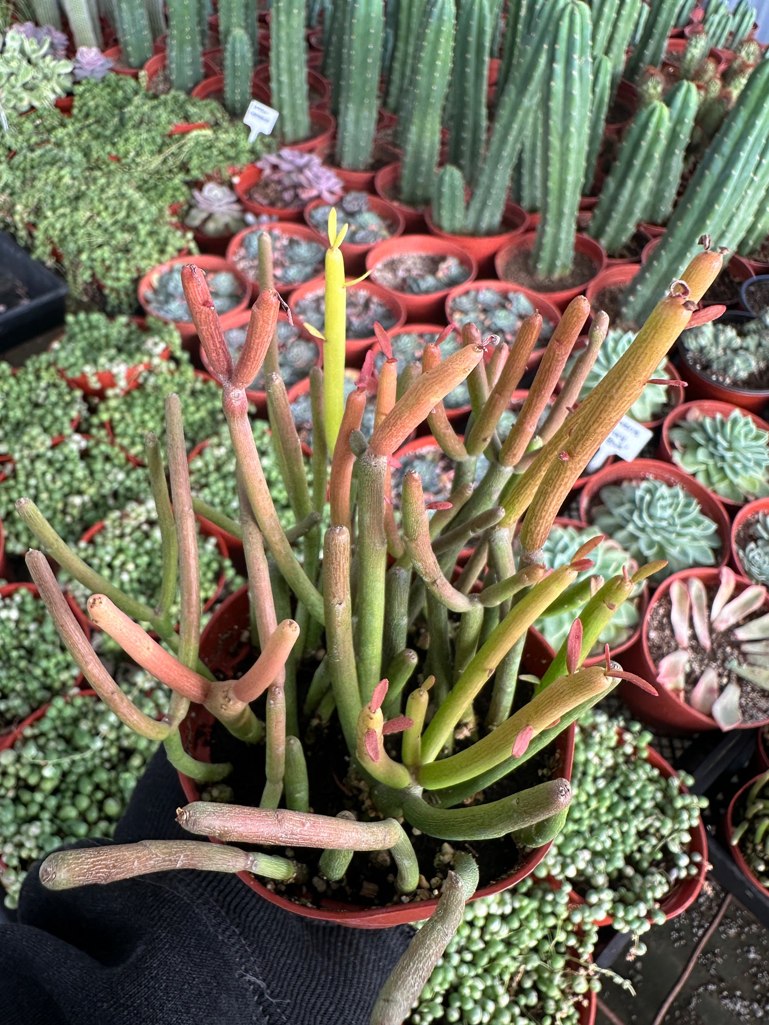 fire pencil cactus Euphorbia tirucalli Sticks on Fire - (Pencil Cactus)