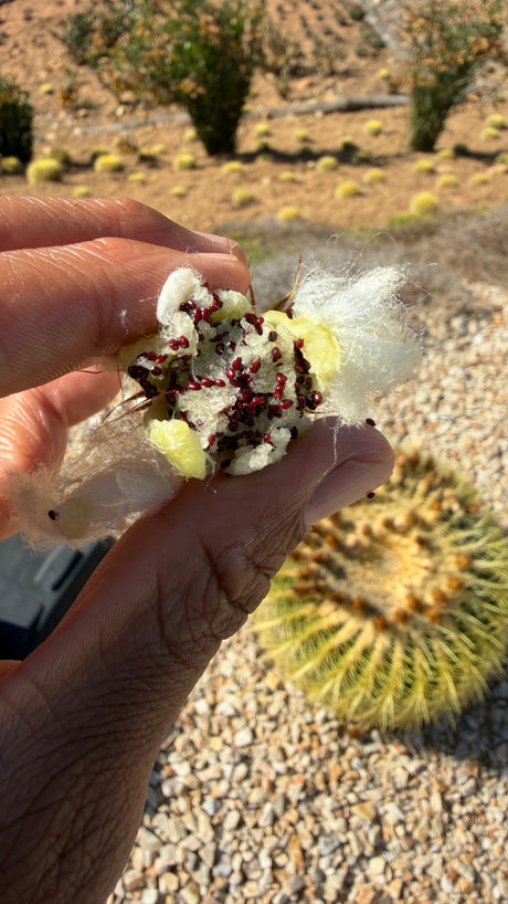 Golden Barrel cactus seed pod broken open to show red seeds and cactus wool, with rows of Echinocactus grusonii growing in the field behind
