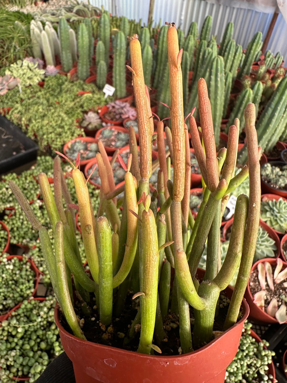 Euphorbia tirucalli Sticks on Fire - (Pencil Cactus)