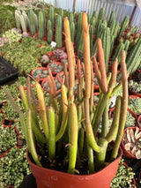 Euphorbia tirucalli Sticks on Fire - (Pencil Cactus)