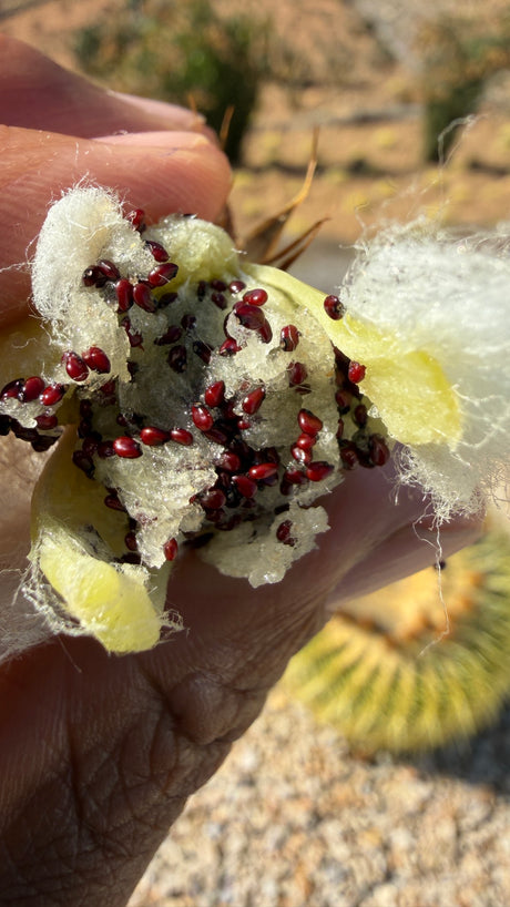 Opened Golden Barrel cactus seed pod held in a hand, filled with deep red Echinocactus grusonii seeds nested in white cactus wool