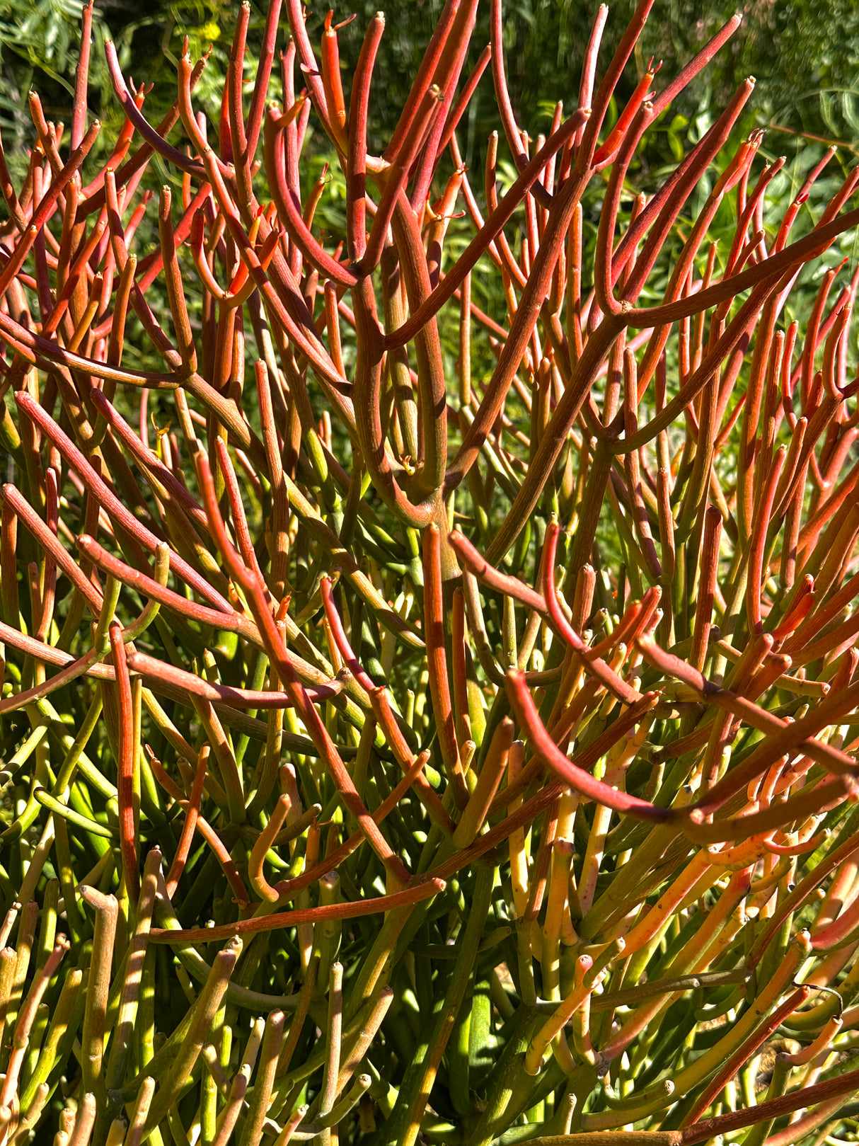Euphorbia tirucalli Sticks on Fire - (Pencil Cactus)