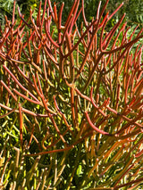 Euphorbia tirucalli Sticks on Fire - (Pencil Cactus)