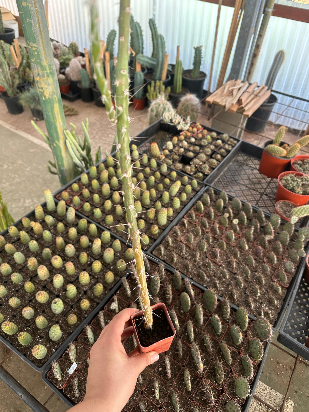 Pereskiopsis spathulata- Alfilerillo