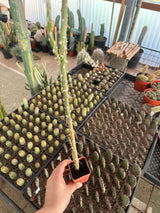 Pereskiopsis spathulata- Alfilerillo