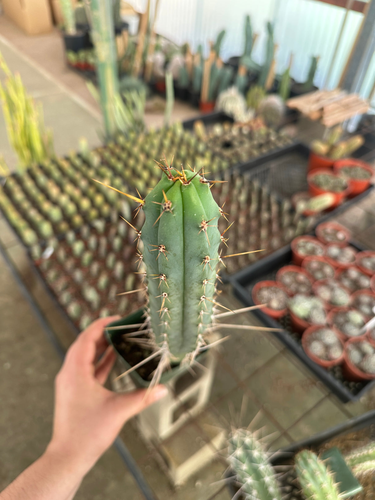 Echinopsis lageniformis- Bolivian Torch