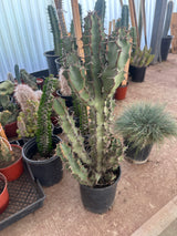 Euphorbia coerulescens- Blue Euphorbia