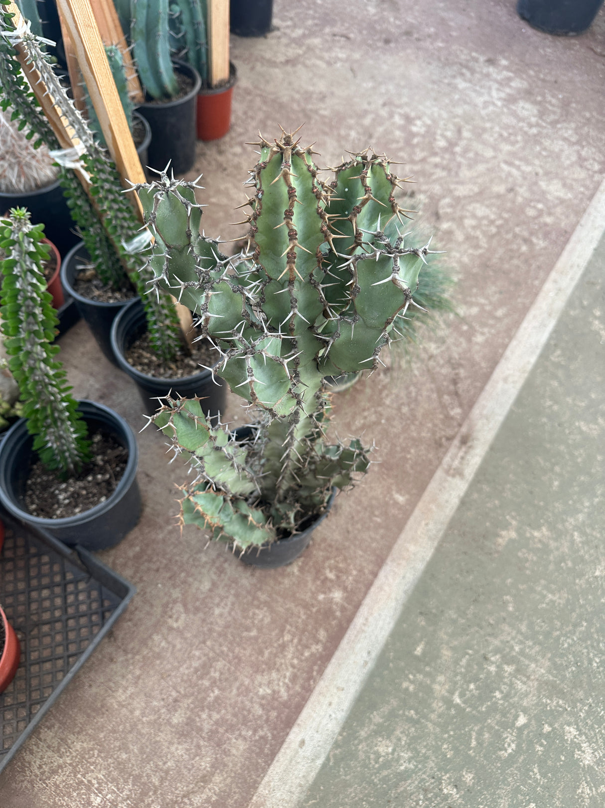 Euphorbia coerulescens- Blue Euphorbia