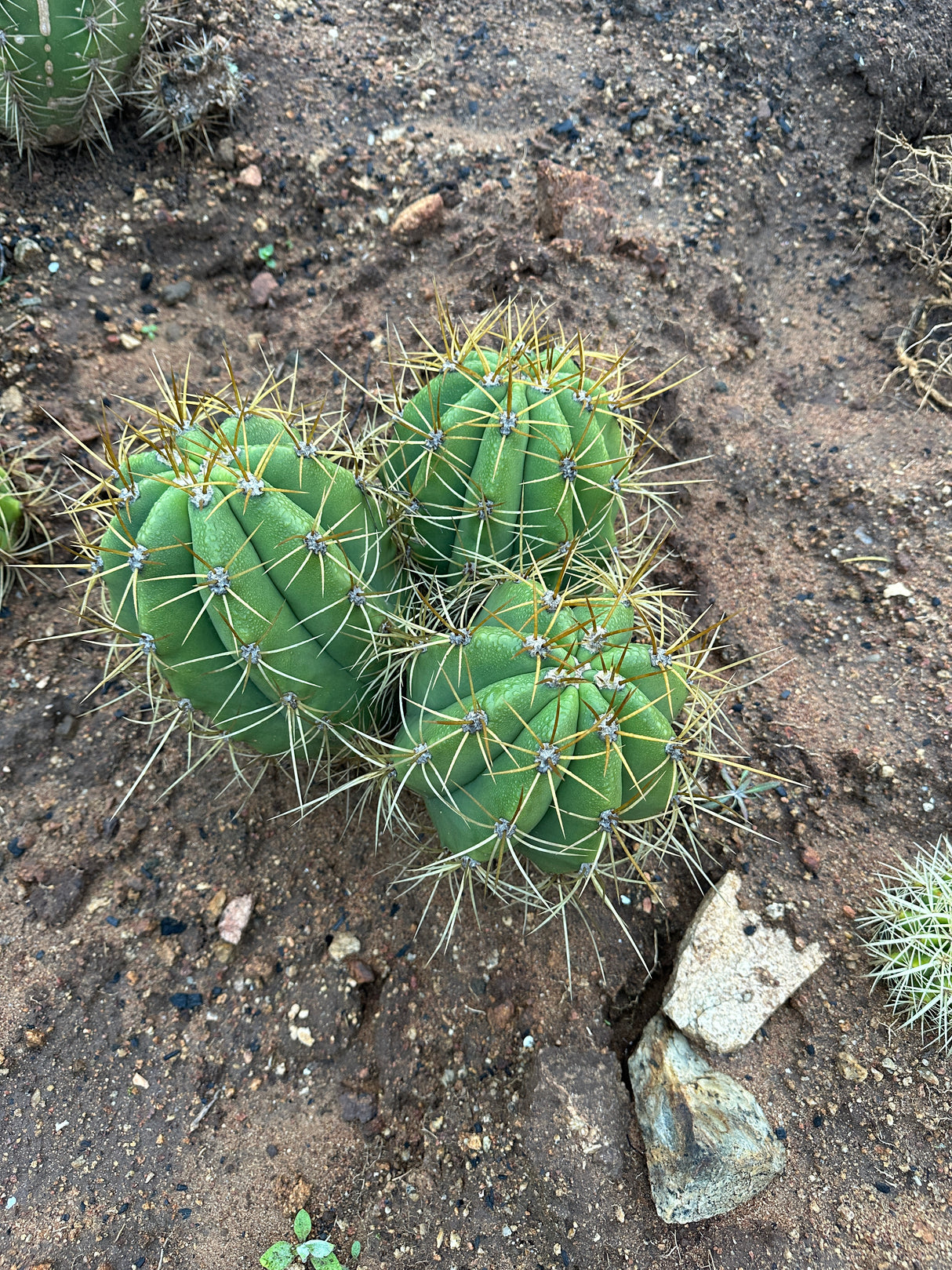 Argentine Saguaro-Echinopsis terscheckii or Trichocereus terscheckii
