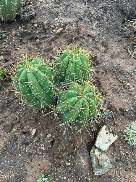 Argentine Saguaro-Echinopsis terscheckii or Trichocereus terscheckii